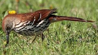 Brown Thrasher