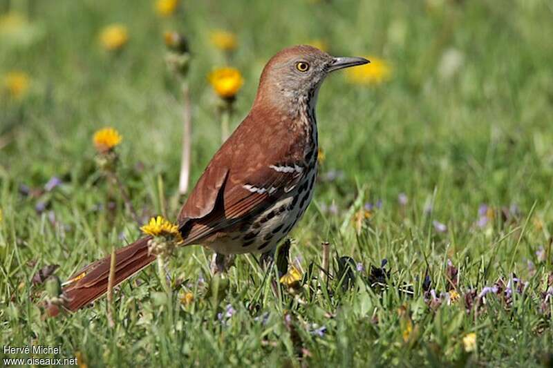 Brown Thrasher male adult breeding, pigmentation, fishing/hunting