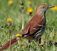 Brown Thrasher