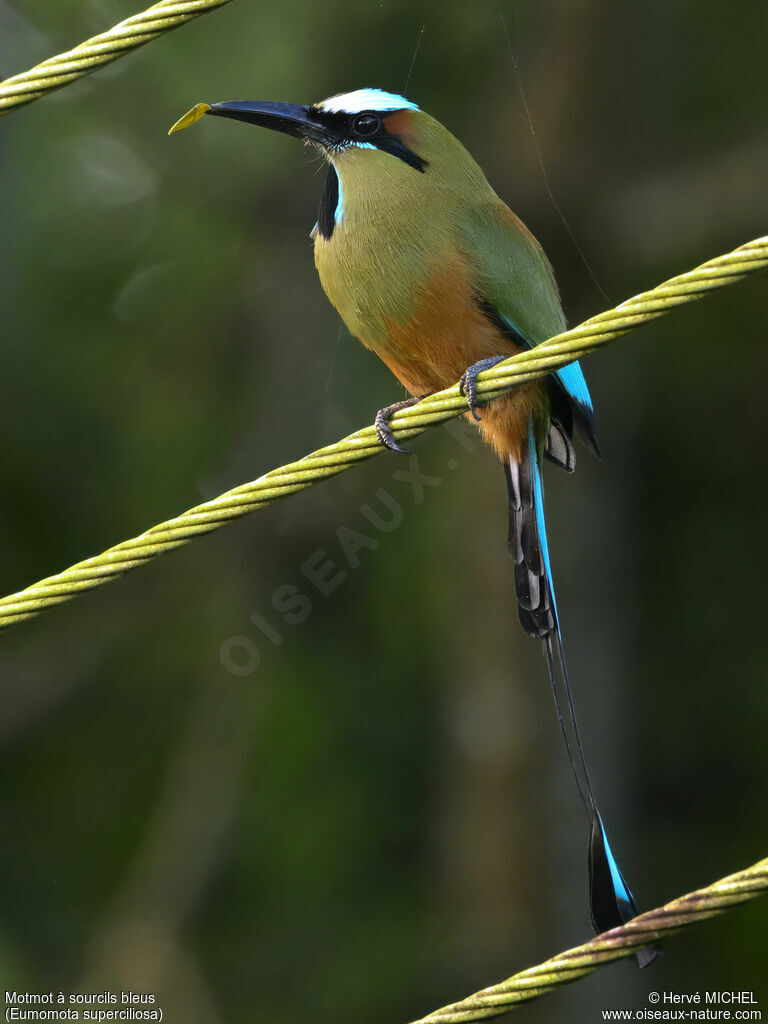 Turquoise-browed Motmot