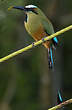 Motmot à sourcils bleus