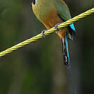 Motmot à sourcils bleus