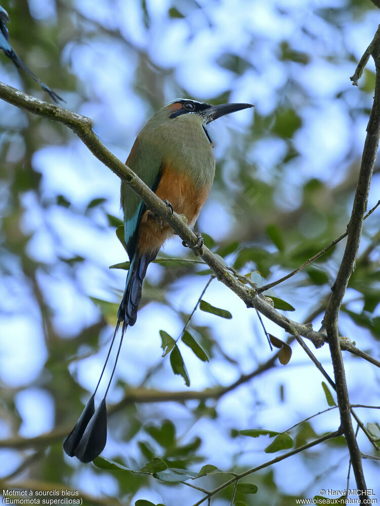 Turquoise-browed Motmot