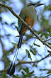 Motmot à sourcils bleus