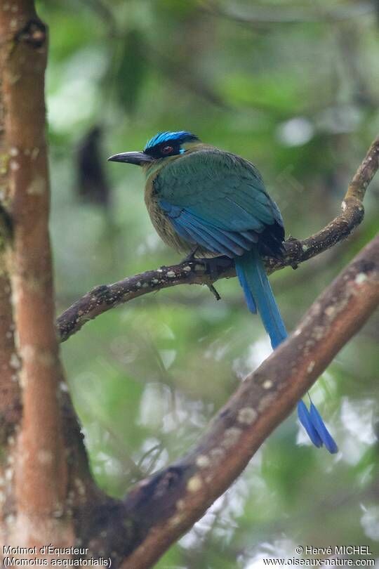 Motmot d'Équateur