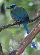 Andean Motmot