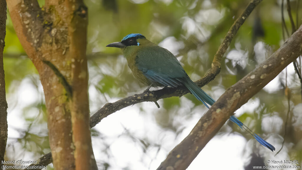 Motmot d'Équateur