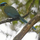 Motmot d'Équateur