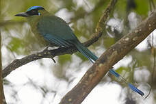 Motmot d'Équateur