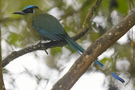 Andean Motmot