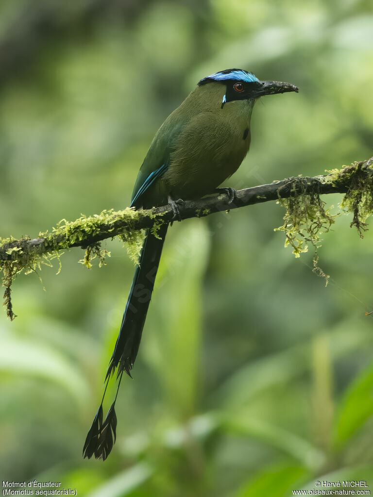 Motmot d'Équateur