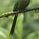Motmot d'Équateur