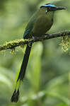 Motmot d'Équateur