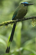 Motmot d'Équateur