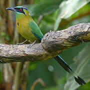 Motmot de Lesson