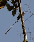 Long-tailed Tyrant