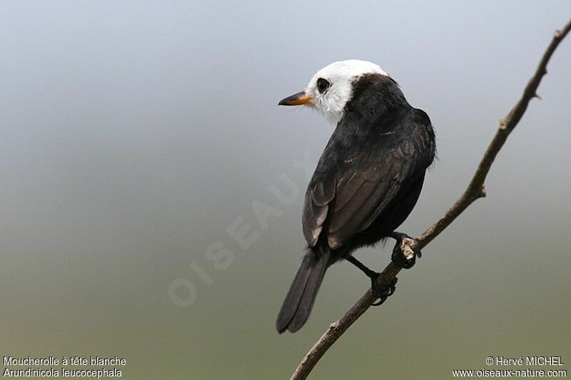 White-headed Marsh Tyrant male adult, identification