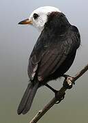 White-headed Marsh Tyrant