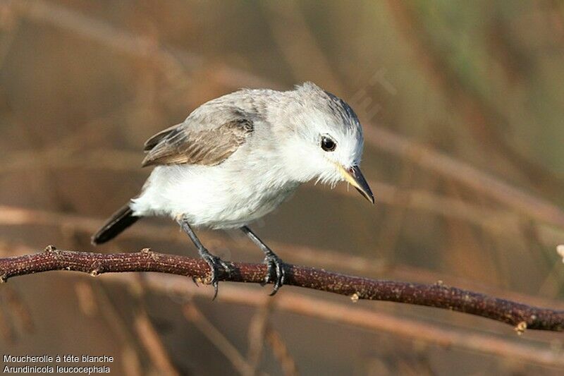 White-headed Marsh Tyrant female adult, identification