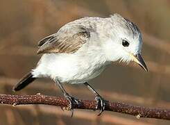 White-headed Marsh Tyrant