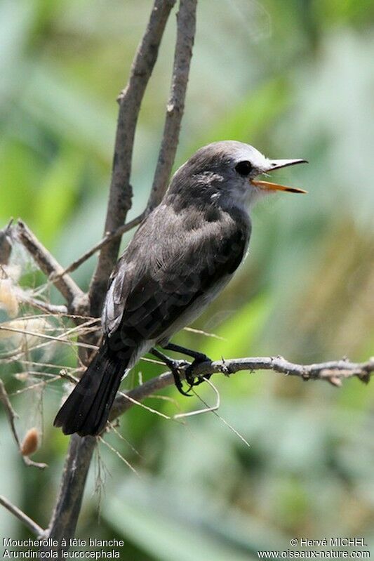 White-headed Marsh Tyrant female adult, identification