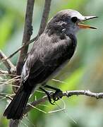 White-headed Marsh Tyrant