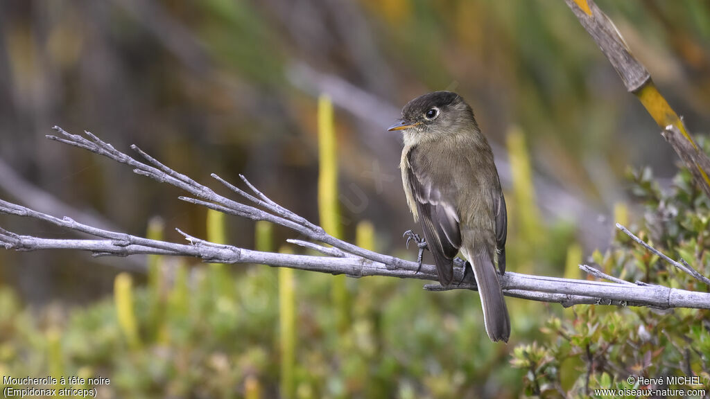 Black-capped Flycatcher