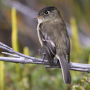 Black-capped Flycatcher