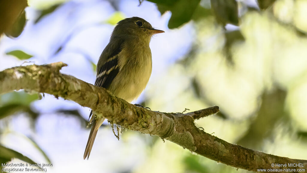 Yellow-bellied Flycatcher