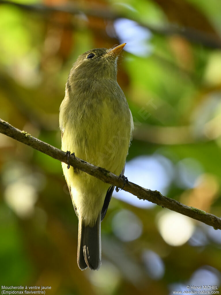 Moucherolle à ventre jaune