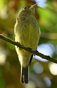 Yellow-bellied Flycatcher