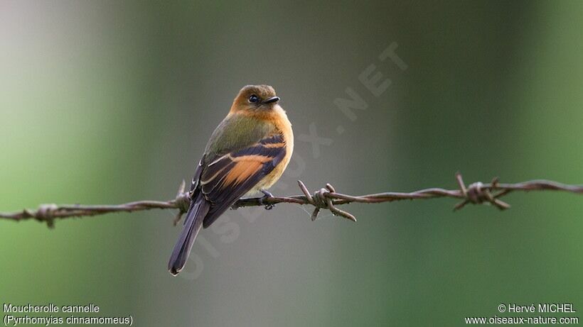 Cinnamon Flycatcher