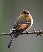 Cinnamon Flycatcher