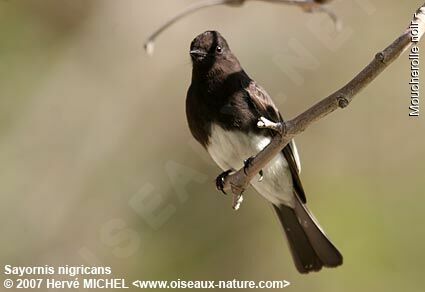 Black Phoebe