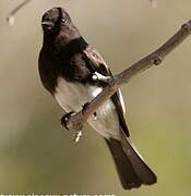 Black Phoebe