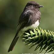 Black Phoebe