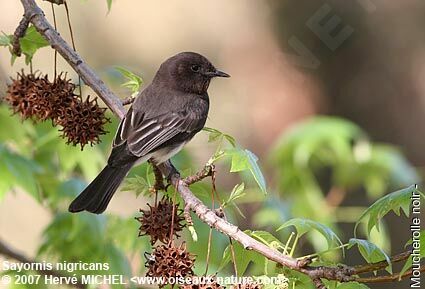 Black Phoebe