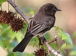 Black Phoebe