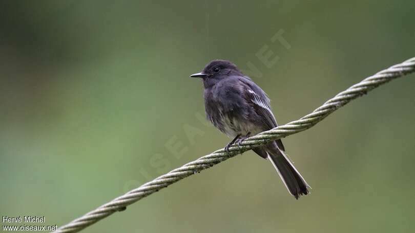 Moucherolle noiradulte, identification