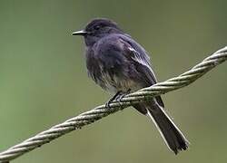 Black Phoebe