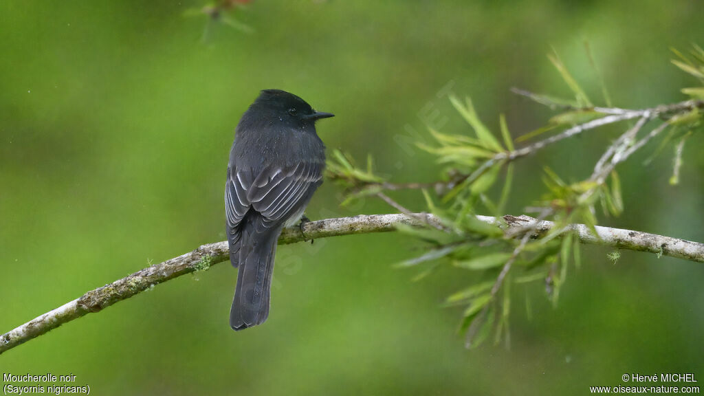 Black Phoebe