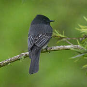 Black Phoebe