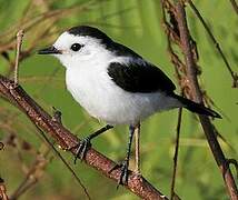 Pied Water Tyrant