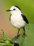 Pied Water Tyrant