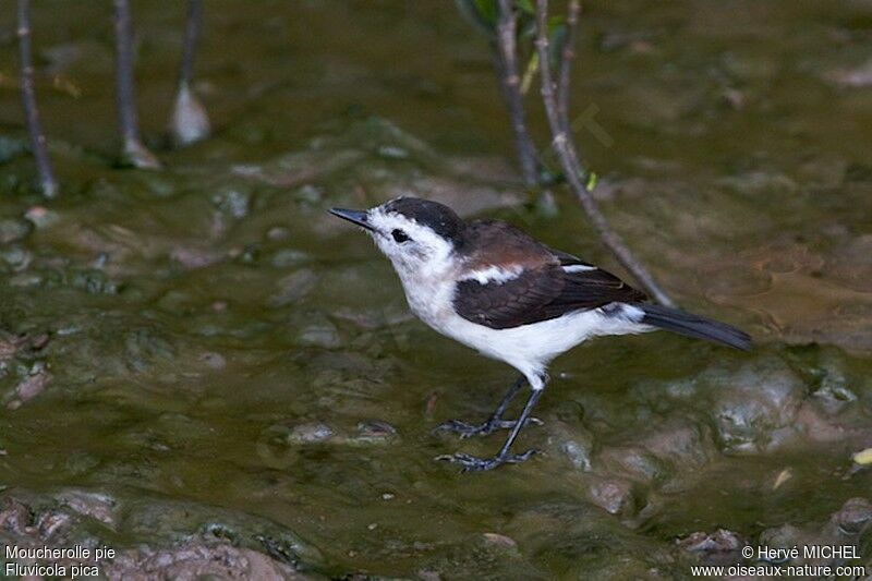 Moucherolle pie mâle immature, identification