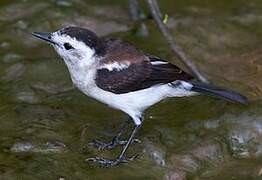 Pied Water Tyrant