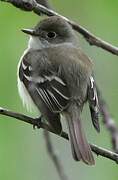 Least Flycatcher