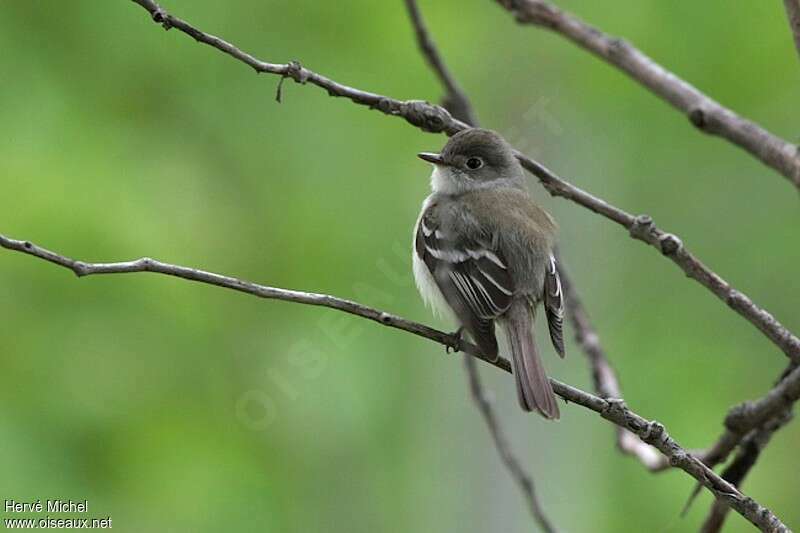 Least Flycatcher male adult breeding, pigmentation, Behaviour