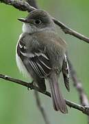 Least Flycatcher