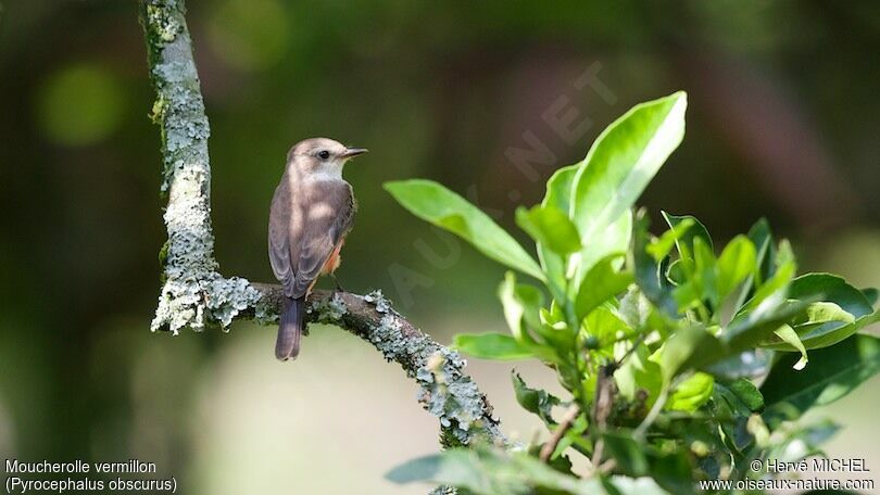 Vermilion Flycatcher female adult